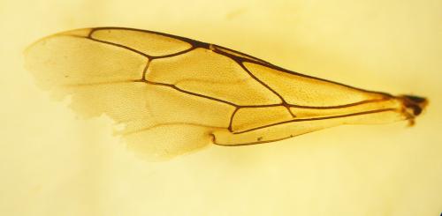 Oxybelus uniglumis